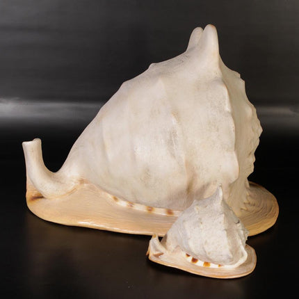Helmet Shell Life Size Statue - LM Treasures 