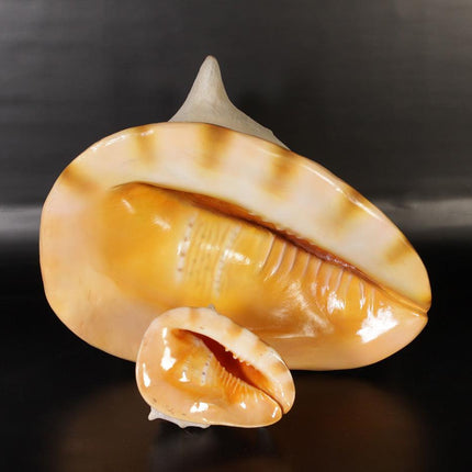 Helmet Shell Life Size Statue - LM Treasures 