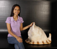 Helmet Shell Life Size Statue - LM Treasures 