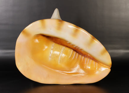 Helmet Shell Life Size Statue - LM Treasures 