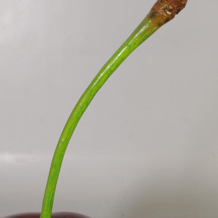 Single Cherry Over Sized Statue - LM Treasures 