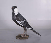 Magpie Crow Life Size Statue - LM Treasures 