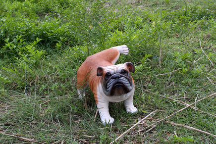 Bulldog Peeing Life Size Statue - LM Treasures 