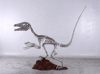 Deinonychus Dinosaur Skeleton Life Size Statue - LM Treasures 