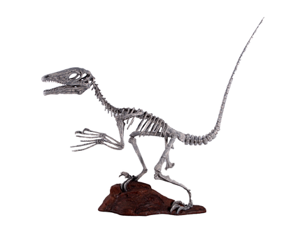 Deinonychus Dinosaur Skeleton Life Size Statue - LM Treasures 