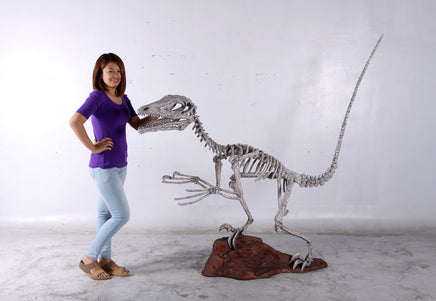 Deinonychus Dinosaur Skeleton Life Size Statue - LM Treasures 