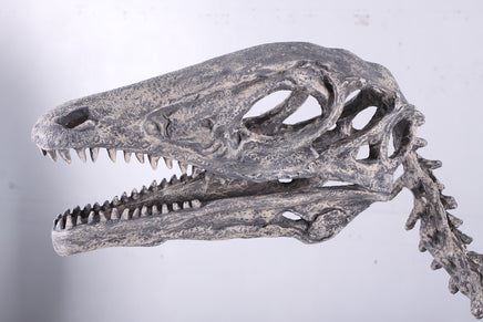 Deinonychus Dinosaur Skeleton Life Size Statue - LM Treasures 