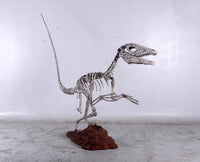 Deinonychus Dinosaur Skeleton Life Size Statue - LM Treasures 