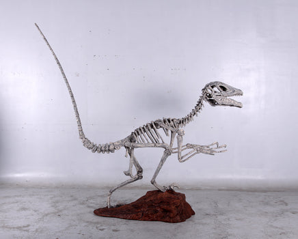 Deinonychus Dinosaur Skeleton Life Size Statue - LM Treasures 