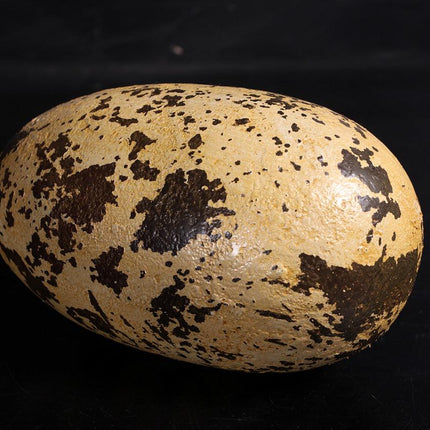 Small Theropod Dinosaur Egg Life Size Statue - LM Treasures 