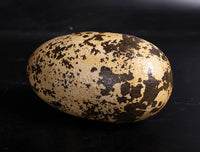 Small Theropod Dinosaur Egg Life Size Statue - LM Treasures 