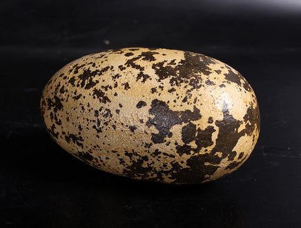 Small Theropod Dinosaur Egg Life Size Statue - LM Treasures 