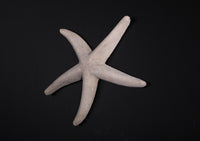 Stone Starfish Over Sized Statue - LM Treasures 