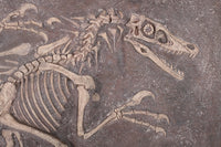 Velociraptor Dinosaur Fossil Dig Life Size Statue - LM Treasures 