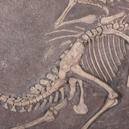 Velociraptor Dinosaur Fossil Dig Life Size Statue - LM Treasures 