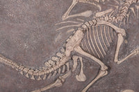 Velociraptor Dinosaur Fossil Dig Life Size Statue - LM Treasures 