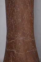 Titanosaur Femur Dinosaur Bone Life Size Statue - LM Treasures 