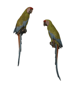 Macaw Buffon Lover Parrots Life Size Statue - LM Treasures 