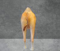 Dromedary Camel Life Size Statue - LM Treasures 