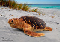 Loggerhead Sea Turtle Life Size Statue Prop - LM Treasures 