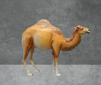 Dromedary Camel Life Size Statue - LM Treasures 