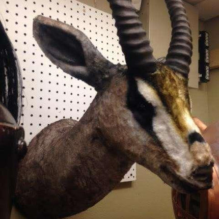 Gazelle Head Life Size Statue - LM Treasures 