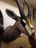 Gazelle Head Life Size Statue - LM Treasures 