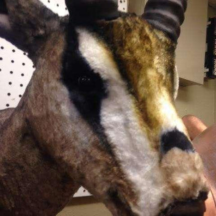 Gazelle Head Life Size Statue - LM Treasures 