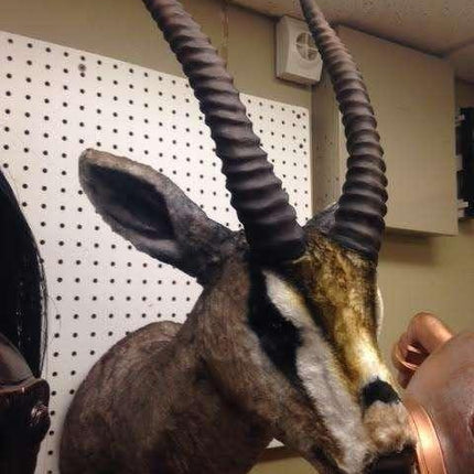 Gazelle Head Life Size Statue - LM Treasures 