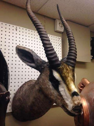 Gazelle Head Life Size Statue - LM Treasures 