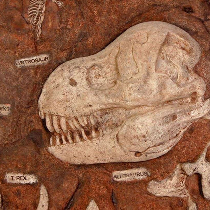 Dinosaur Fossil Dig Life Size Statue LM Treasures - H