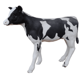 Large Baby Holstein Cow Life Size Statue - LM Treasures 