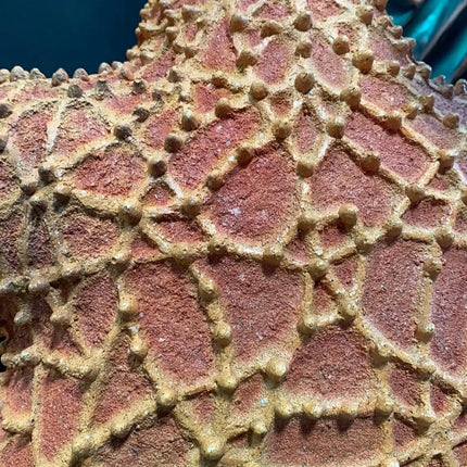 Comic Cushion Starfish Statue LM Treasures - PT