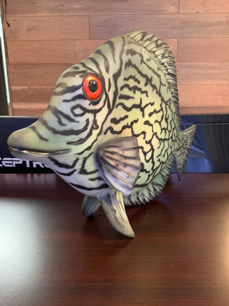 Discus Fish Life Size Statue - LM Treasures 
