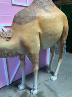 Dromedary Camel Life Size Statue - LM Treasures 