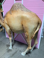 Dromedary Camel Life Size Statue - LM Treasures 
