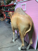 Dromedary Camel Life Size Statue - LM Treasures 