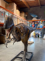 Australovenator Dinosaur Life Size Statue - LM Treasures Life Size Statues & Prop Rental