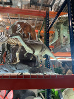 Iguanont Dinosaur Life Size Statue - LM Treasures Life Size Statues & Prop Rental