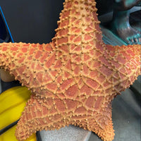 Comic Cushion Starfish Statue - LM Treasures 