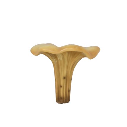Small Chanterelle Mushroom Over Sized Statue LM Treasures - T